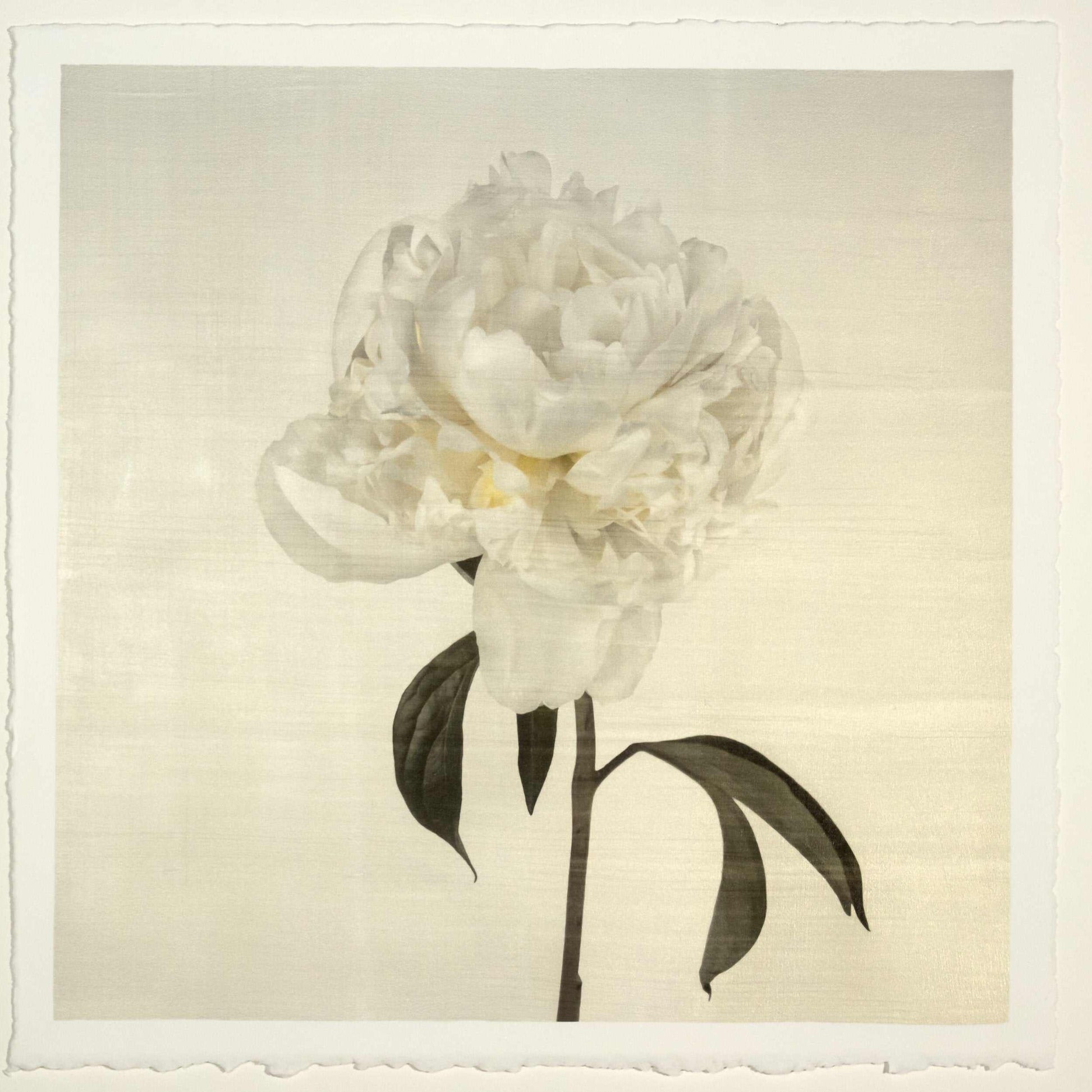 Fine art white peony emulsion print - jamie buzil 