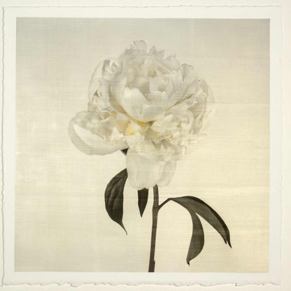 Fine art white peony emulsion print - jamie buzil 