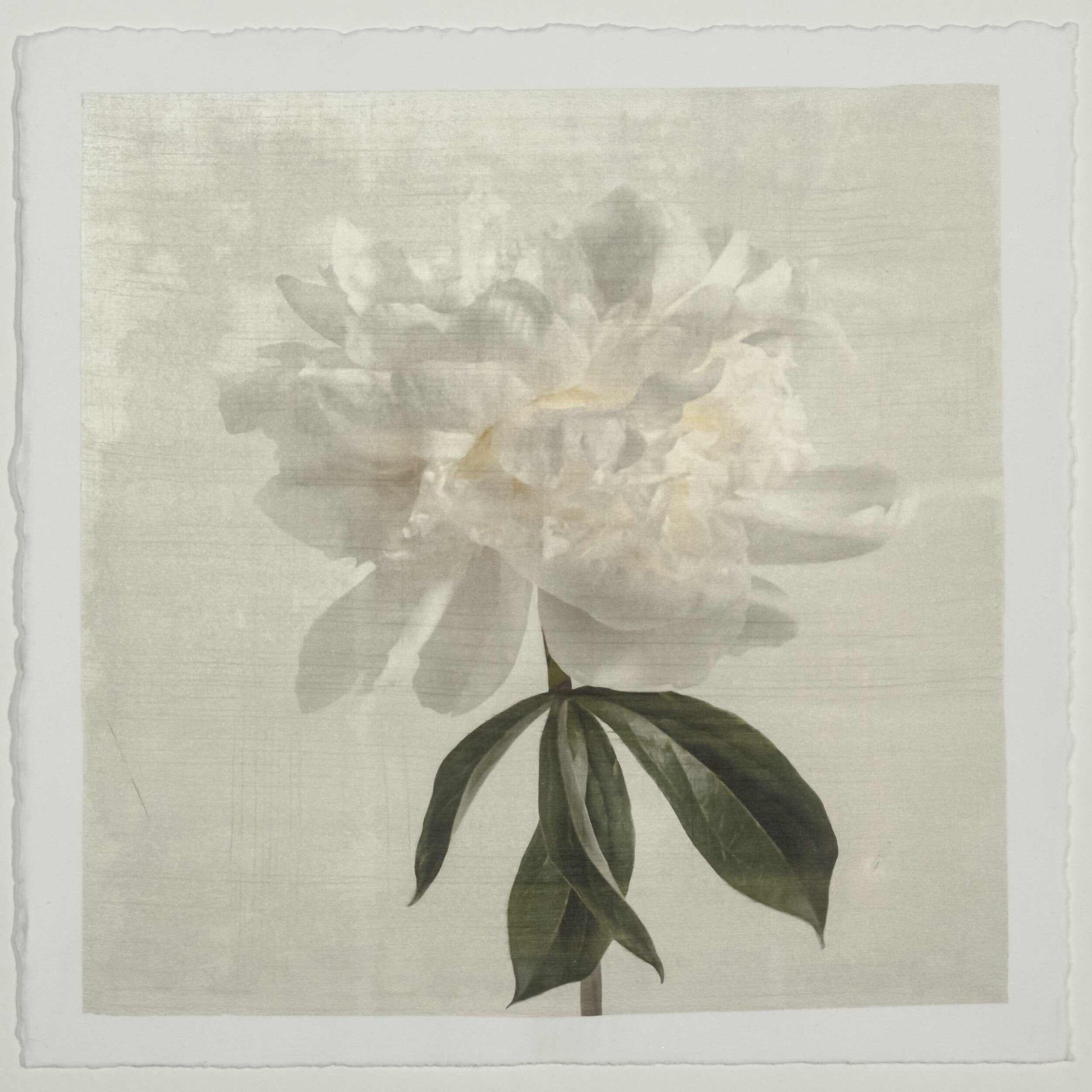 White peony emulsion lift print with pearl iridescence on cotton paper