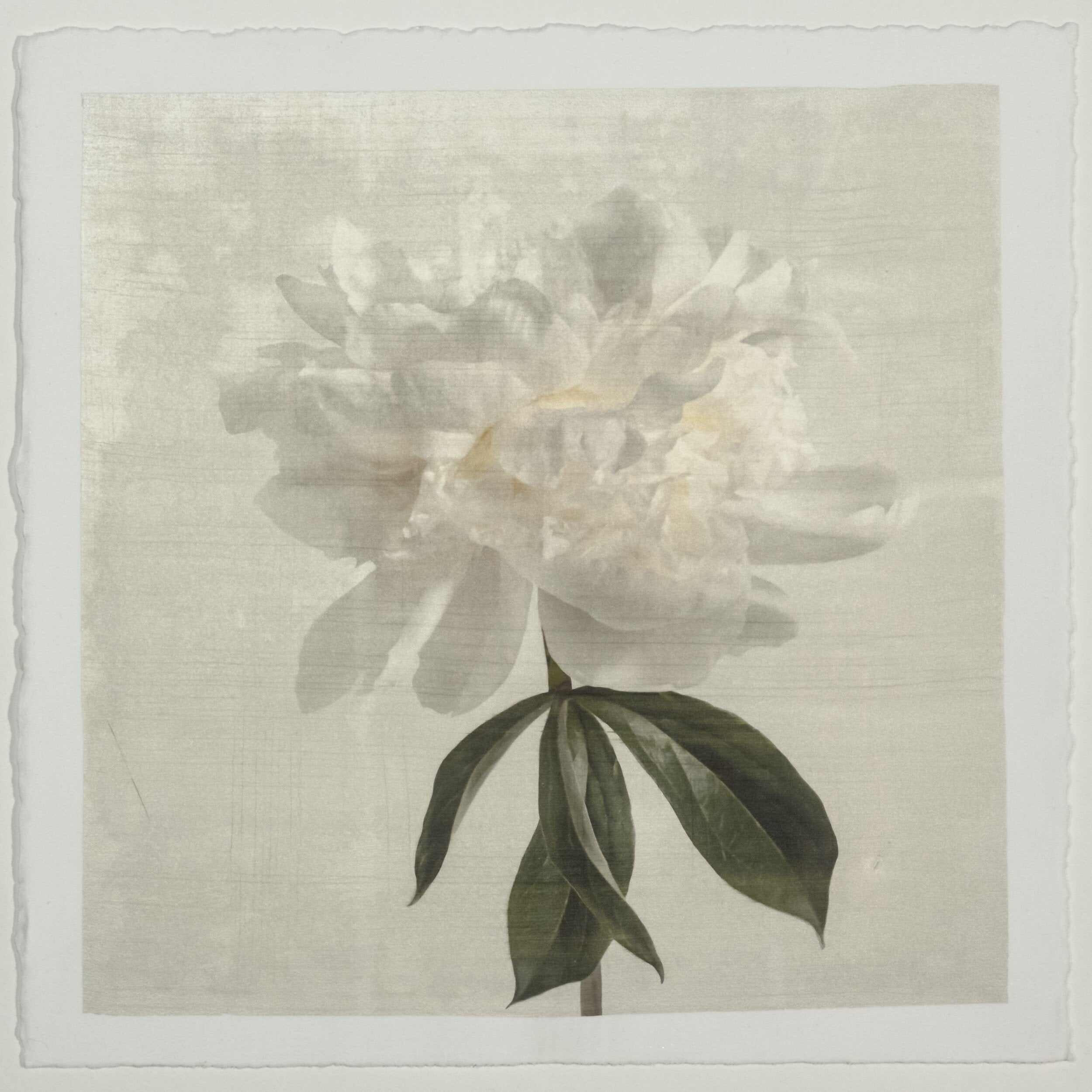 White peony emulsion lift print with pearl iridescence on cotton paper
