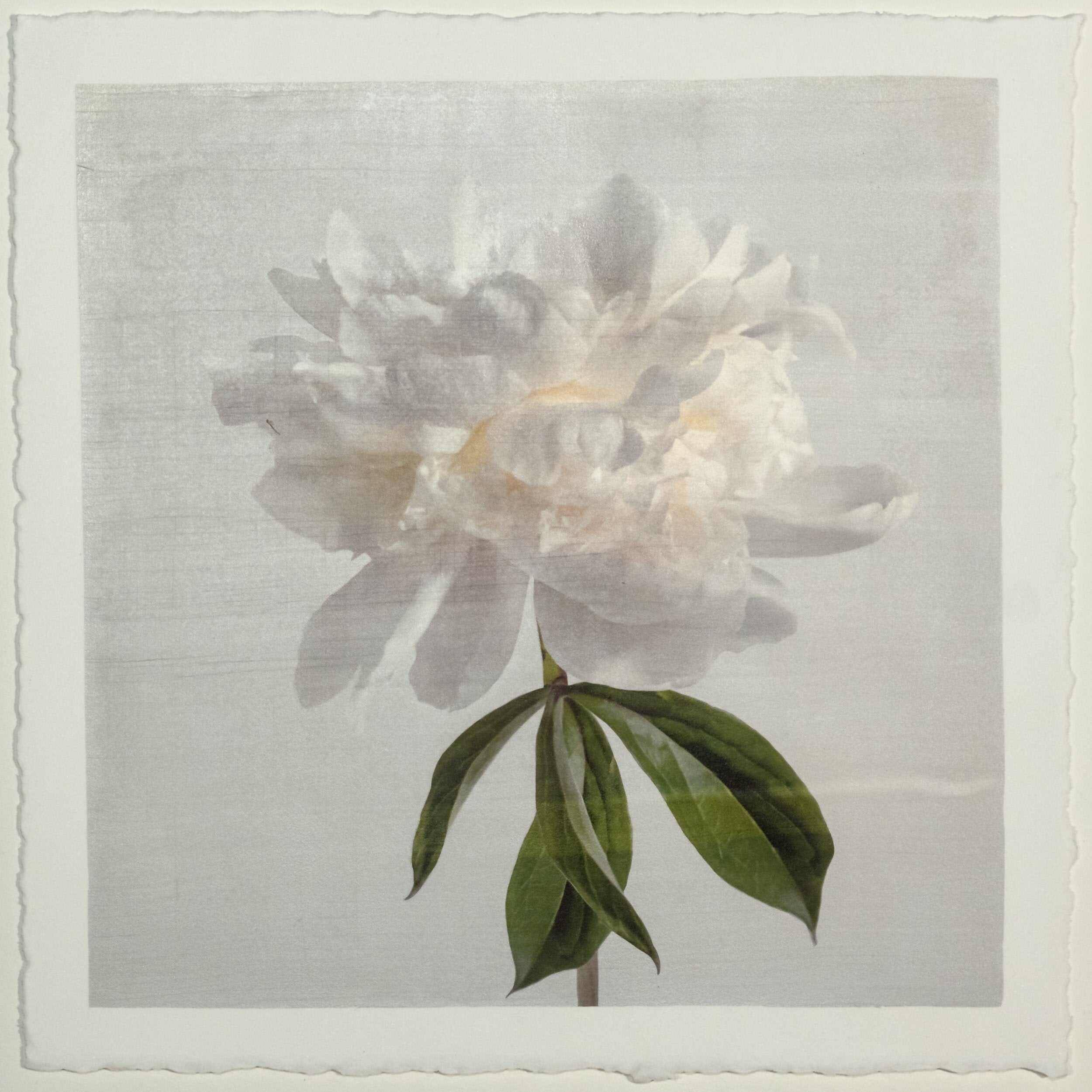 Fine art white peony orginal emulsion print - jamie buzil