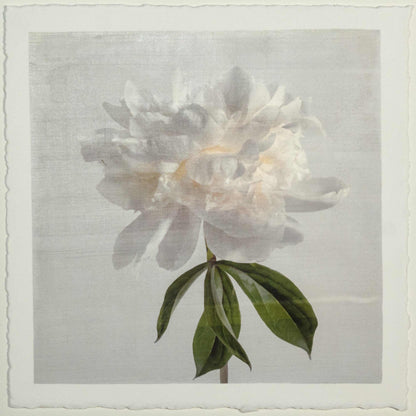 Fine art white peony orginal emulsion print - jamie buzil