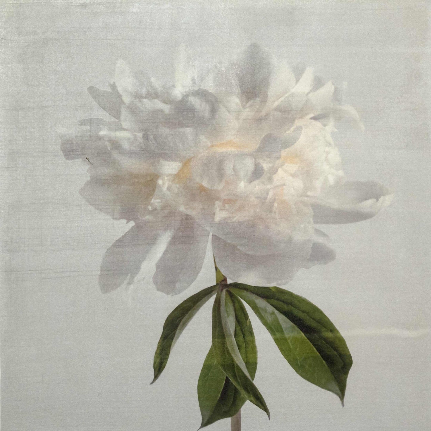 Fine art white peony orginal emulsion print - jamie buzil