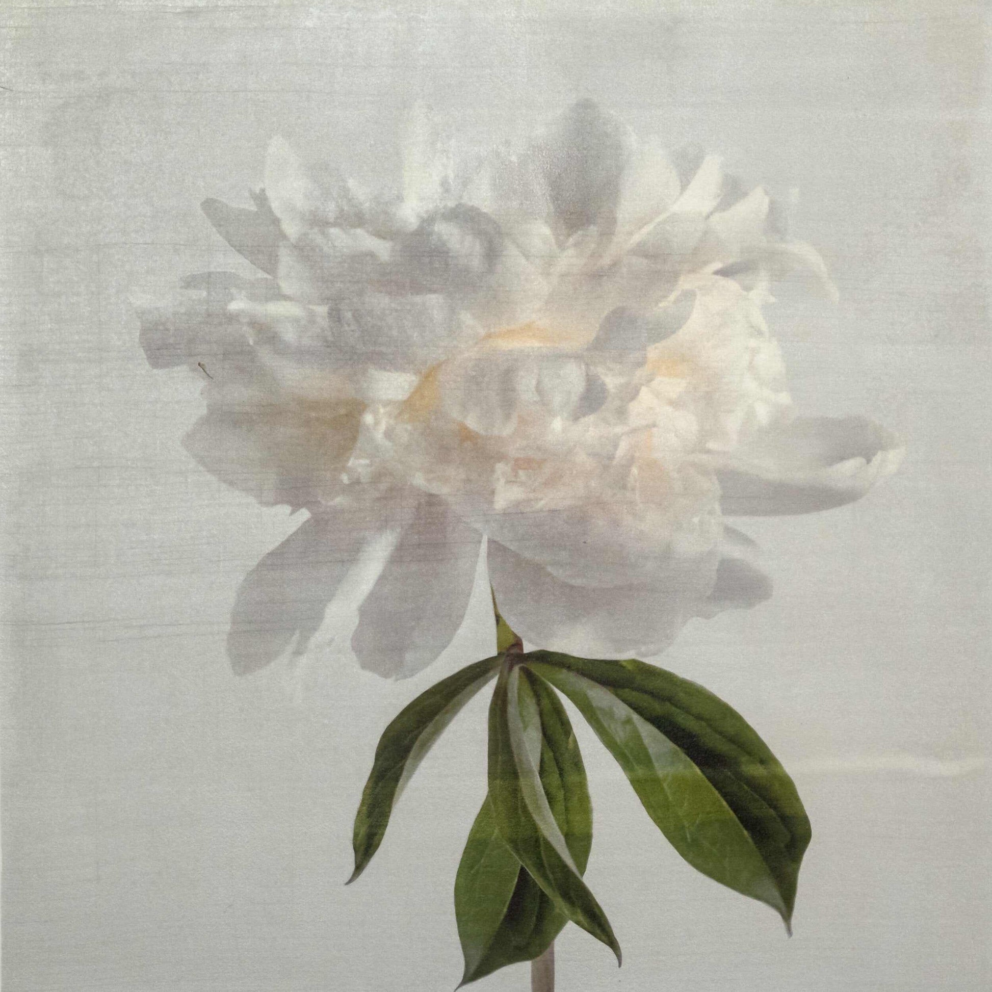 Fine art white peony orginal emulsion print - jamie buzil