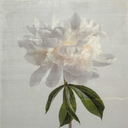 Fine art white peony orginal emulsion print - jamie buzil
