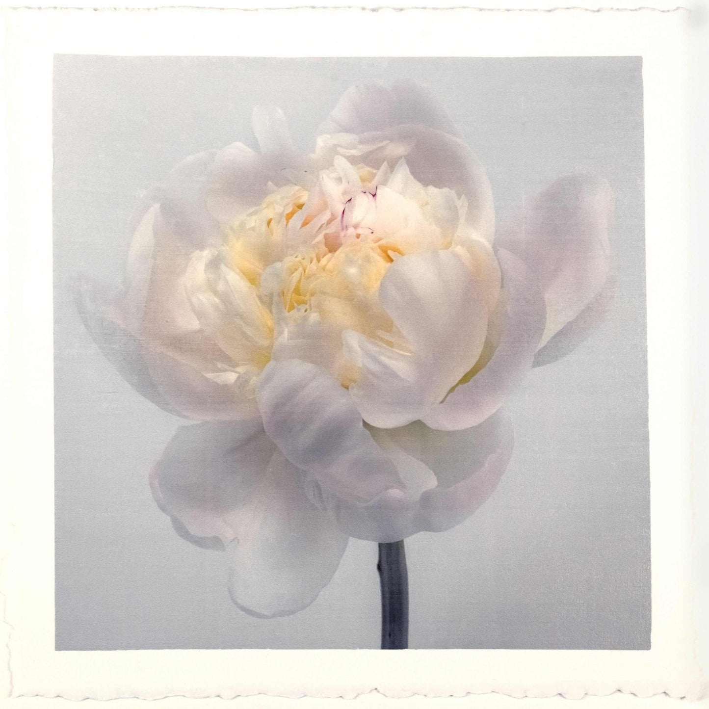 Fine Art White Peony emulsion lift print with iridescent pearl mica on cotton paper- jamie buzil