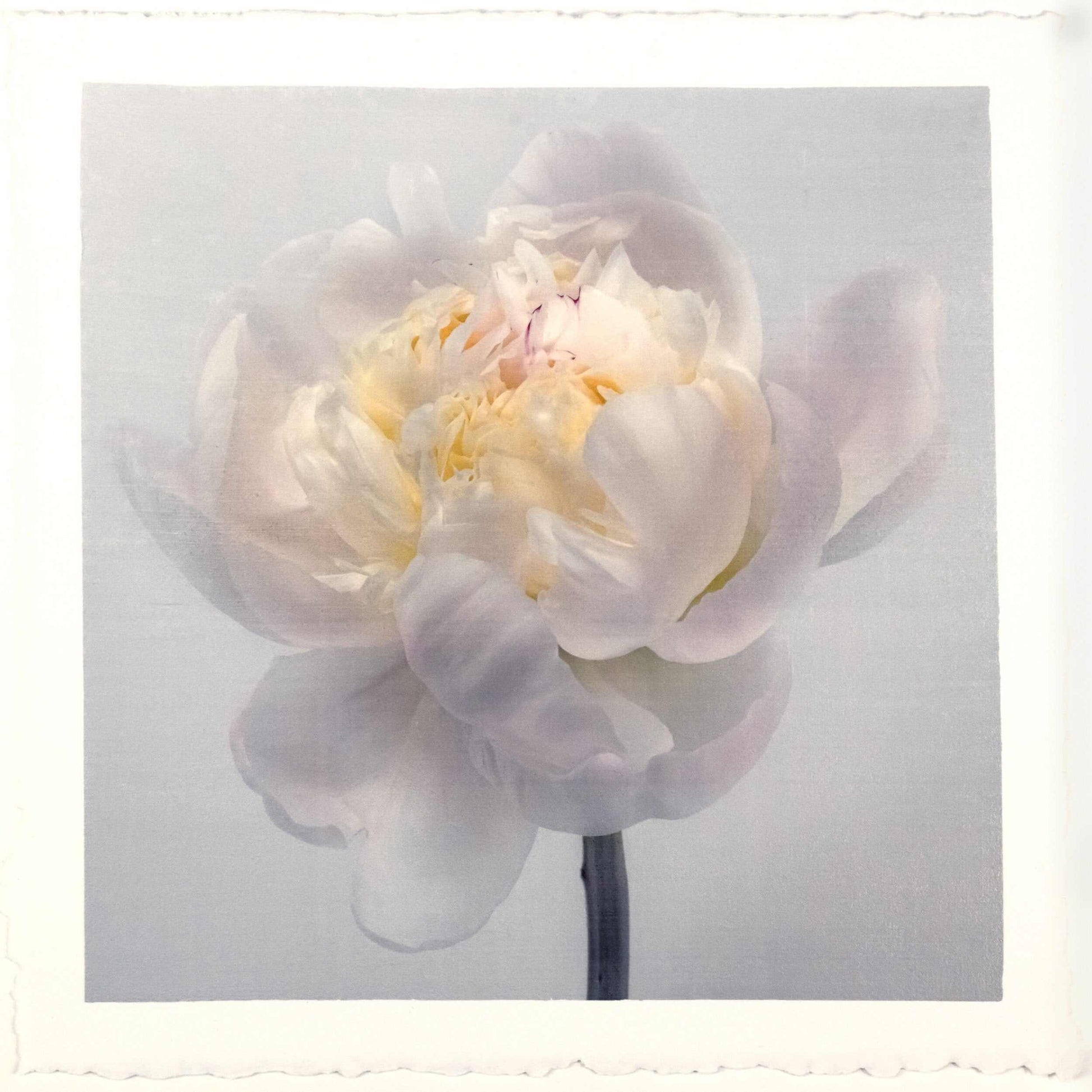 Fine Art White Peony emulsion lift print with iridescent pearl mica on cotton paper- jamie buzil