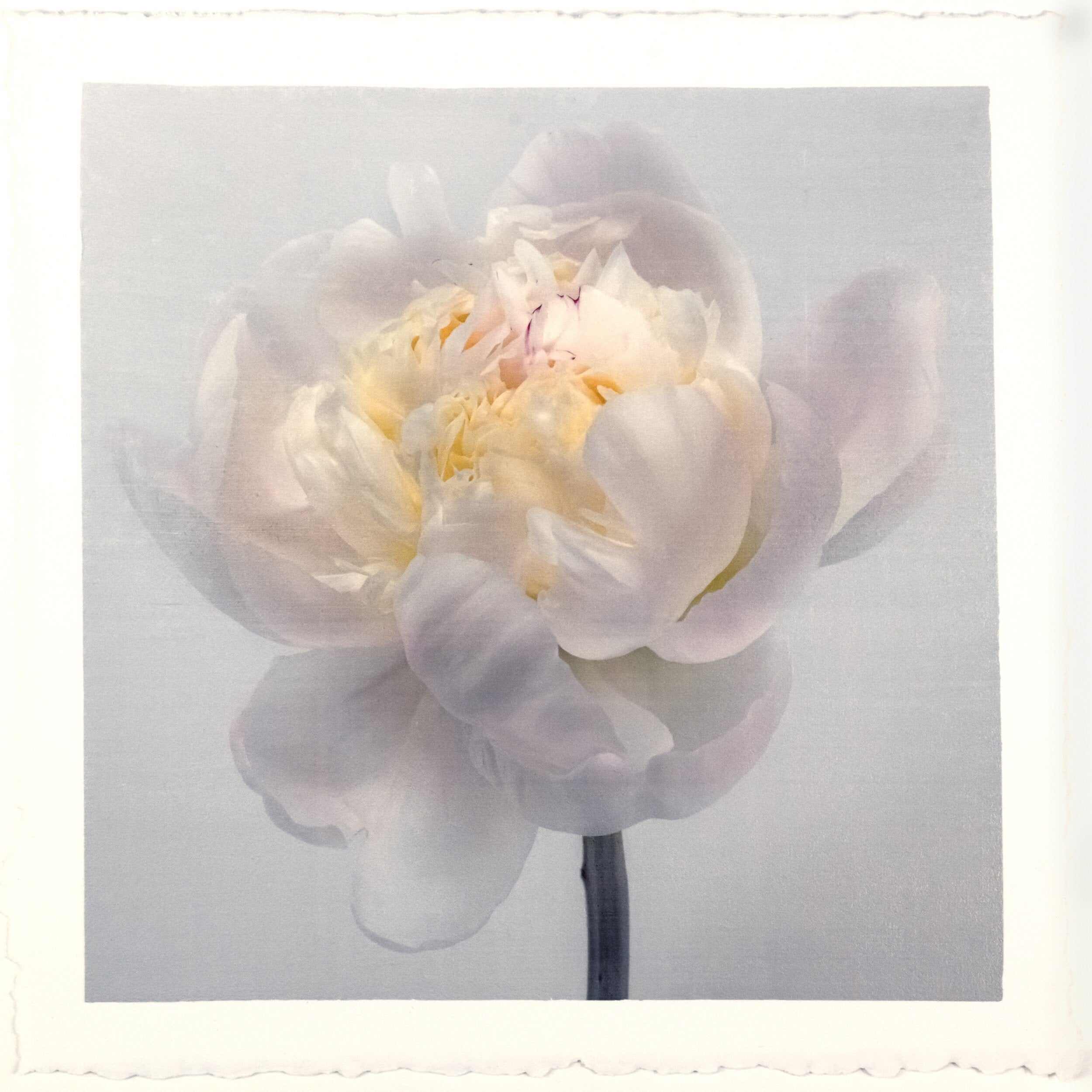 Fine Art White Peony emulsion lift print with iridescent pearl mica on cotton paper- jamie buzil