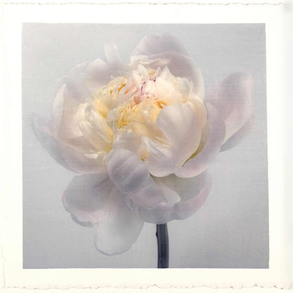 Fine Art White Peony emulsion lift print with iridescent pearl mica on cotton paper- jamie buzil
