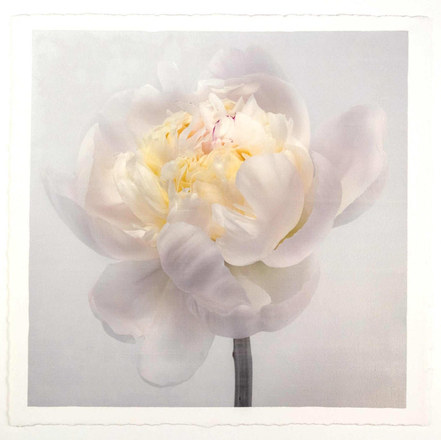 Fine Art White Peony emulsion lift print with iridescent pearl mica on cotton paper- jamie buzil