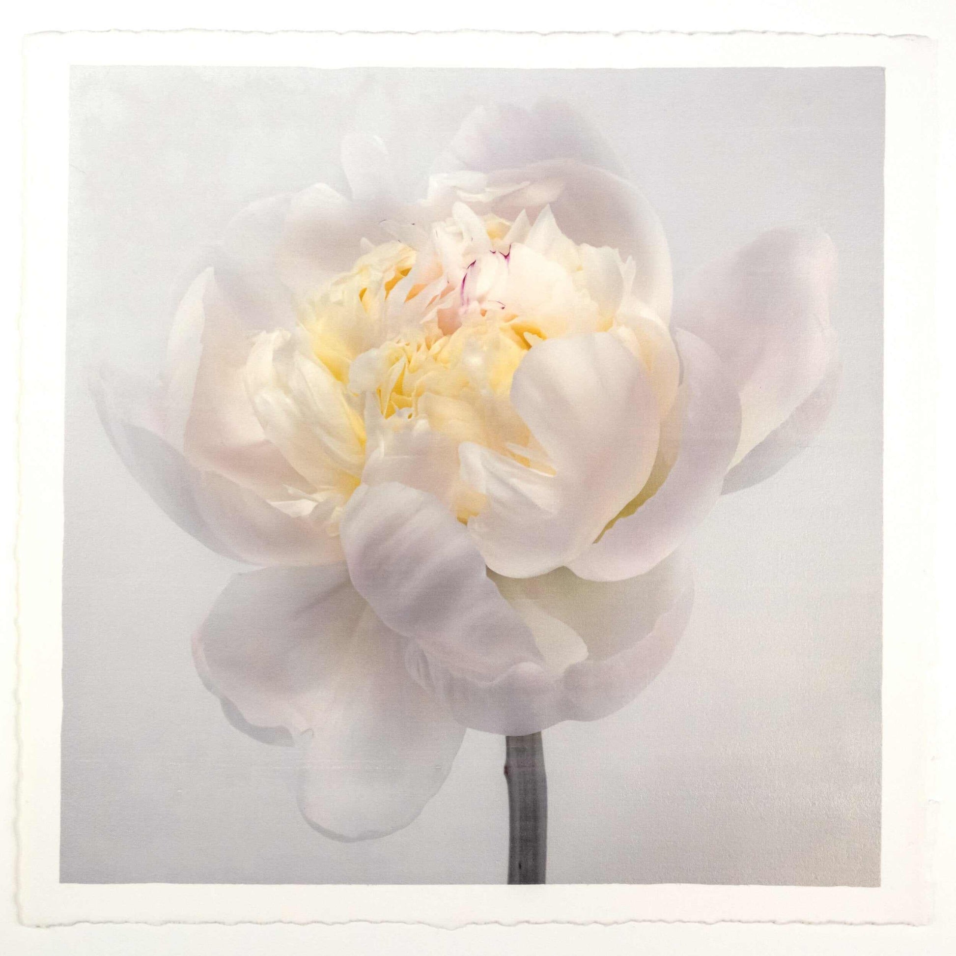Fine Art White Peony emulsion lift print with iridescent pearl mica on cotton paper- jamie buzil
