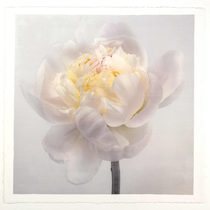 Fine Art White Peony emulsion lift print with iridescent pearl mica on cotton paper- jamie buzil