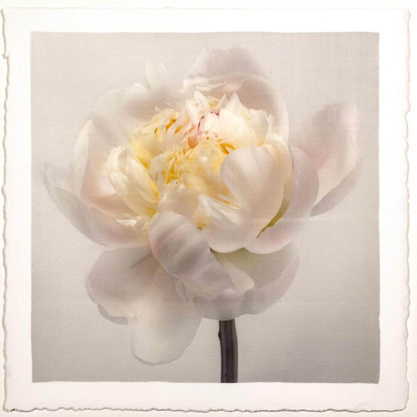 Fine Art White Peony emulsion lift print with iridescent pearl mica on cotton paper- jamie buzil