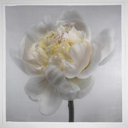 Fine Art White Peony emulsion lift print with iridescent pearl mica on cotton paper- jamie buzil