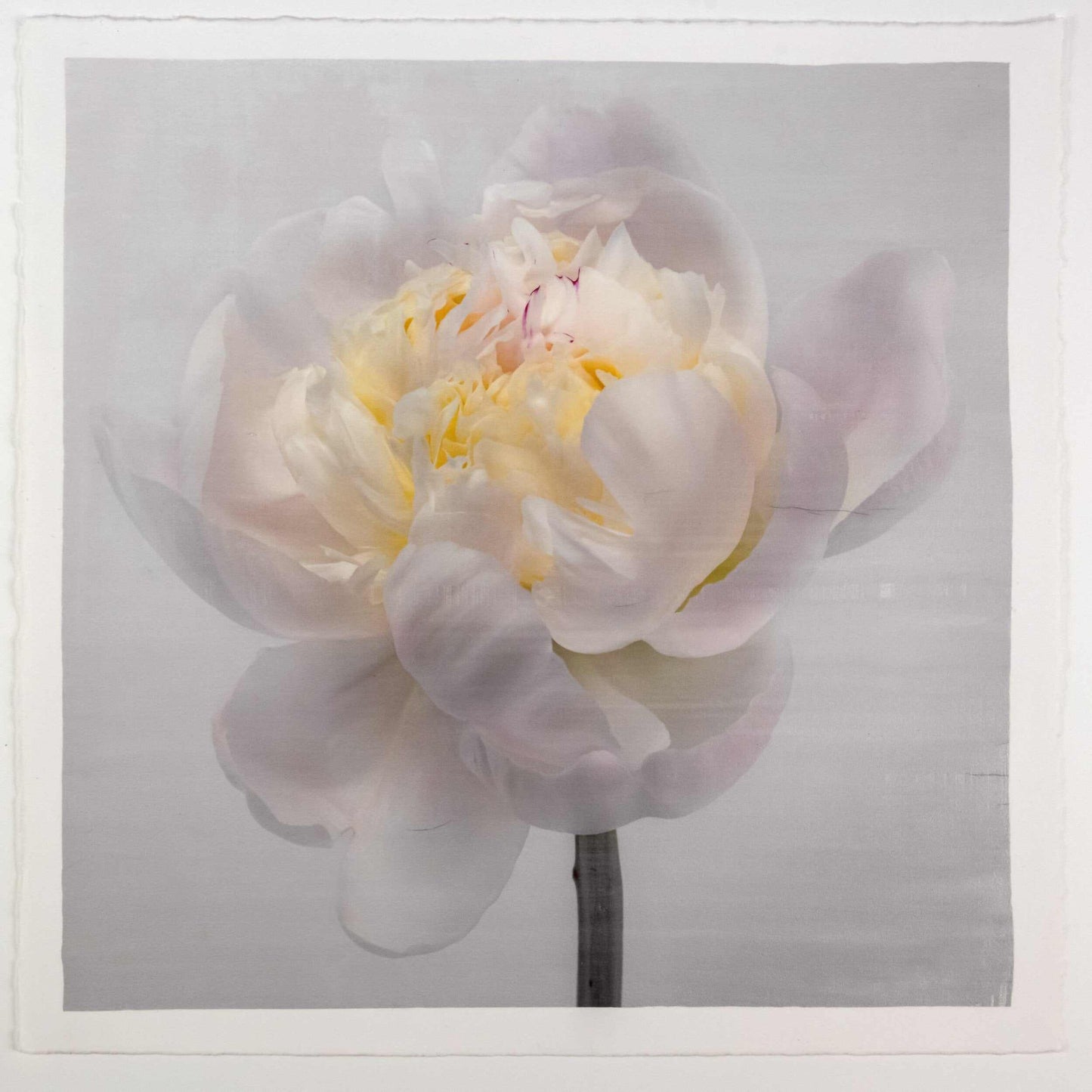 Fine Art White Peony emulsion lift print with iridescent pearl mica on cotton paper- jamie buzil