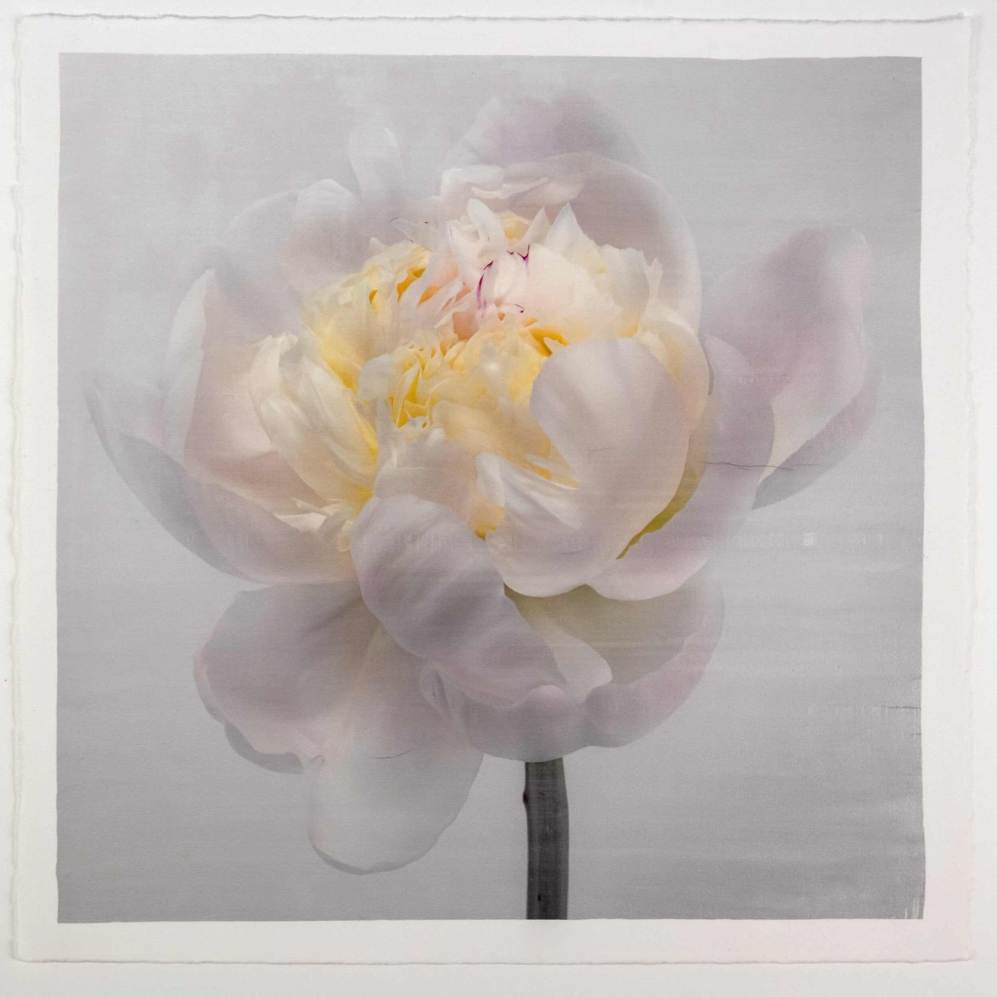 Fine Art White Peony emulsion lift print with iridescent pearl mica on cotton paper- jamie buzil