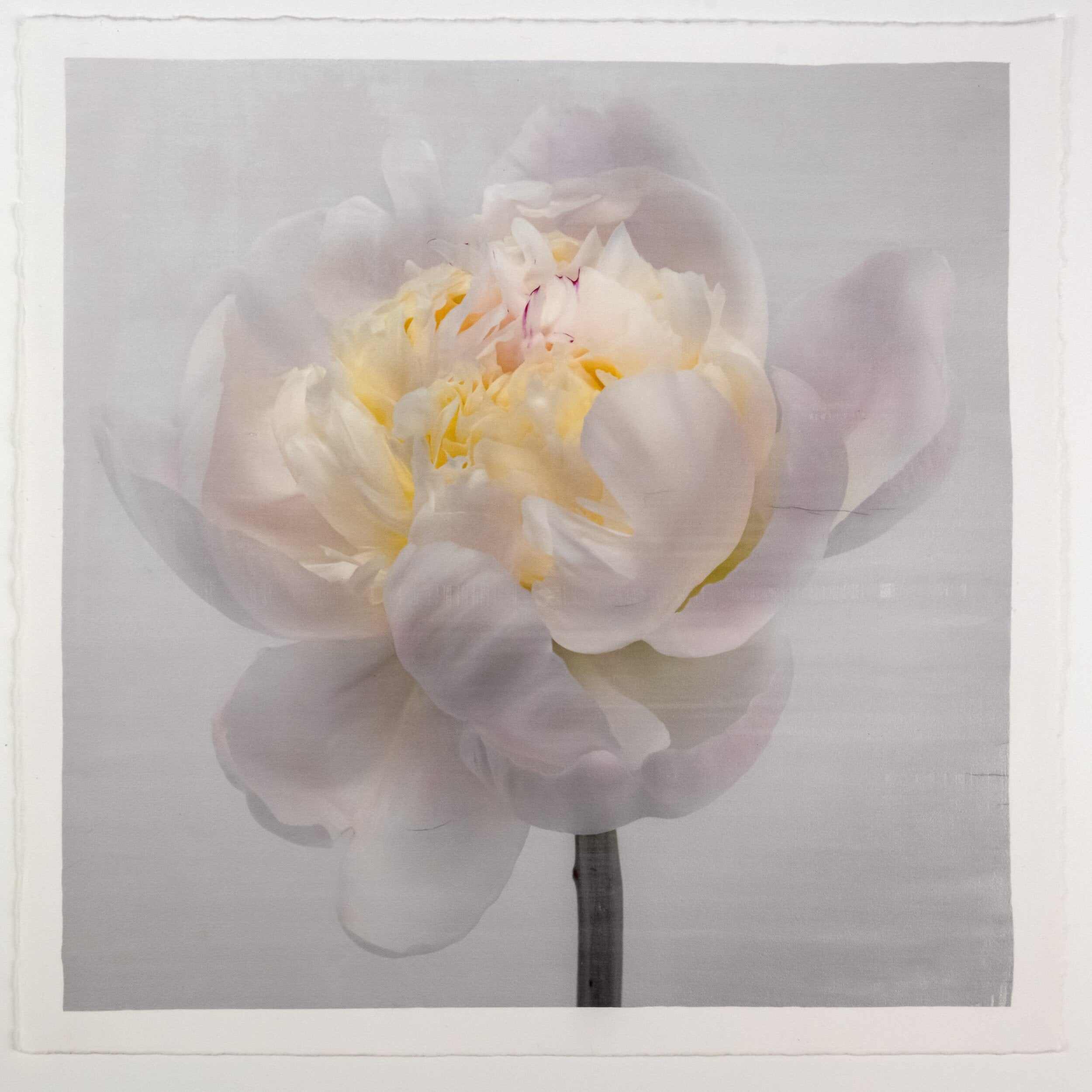 Fine Art White Peony emulsion lift print with iridescent pearl mica on cotton paper- jamie buzil
