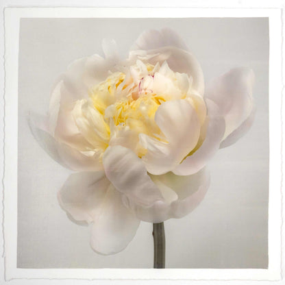 Fine Art White Peony emulsion lift print with iridescent pearl mica on cotton paper- jamie buzil