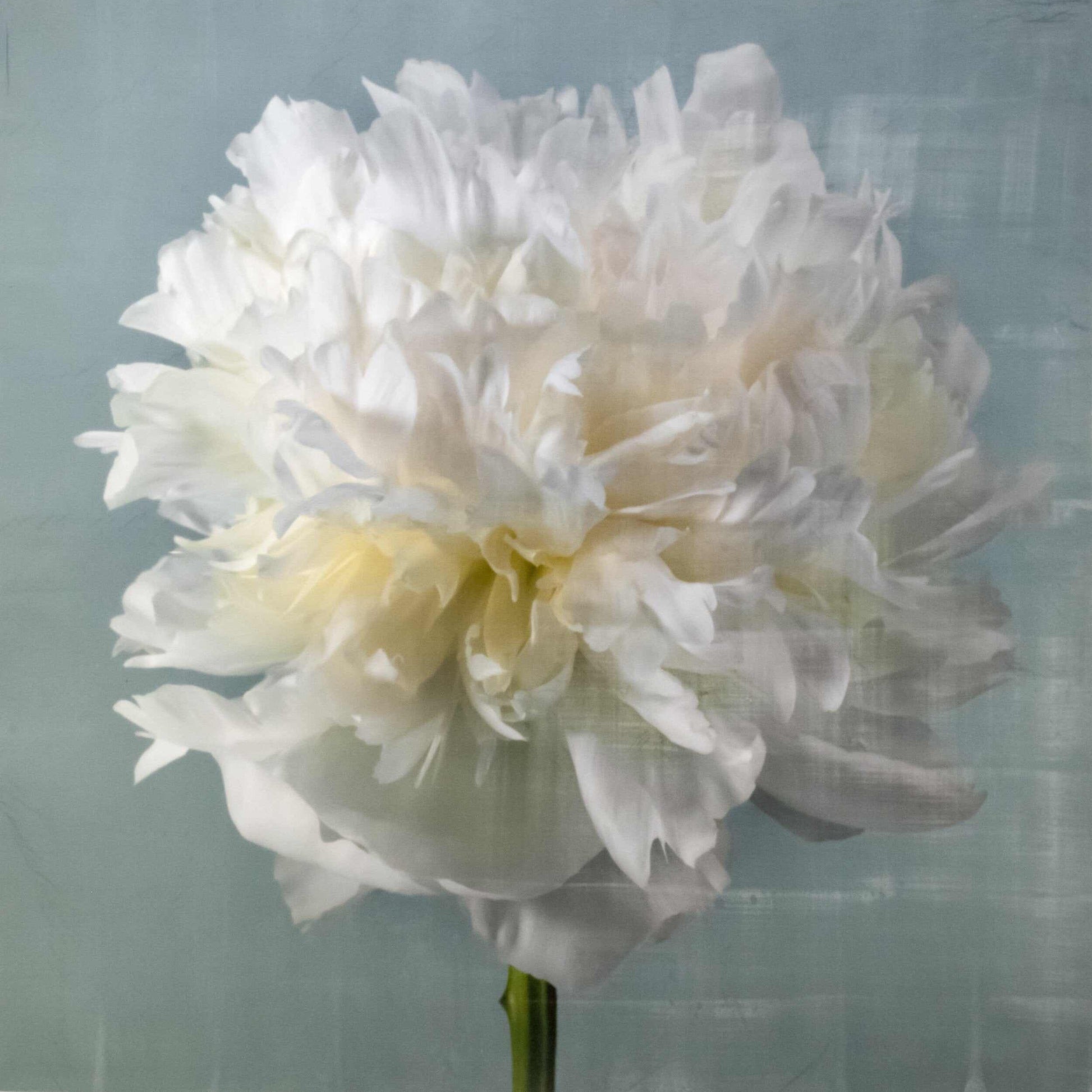 fine art white peony 14 in blue emulsion lift print on blue - jamie buzil