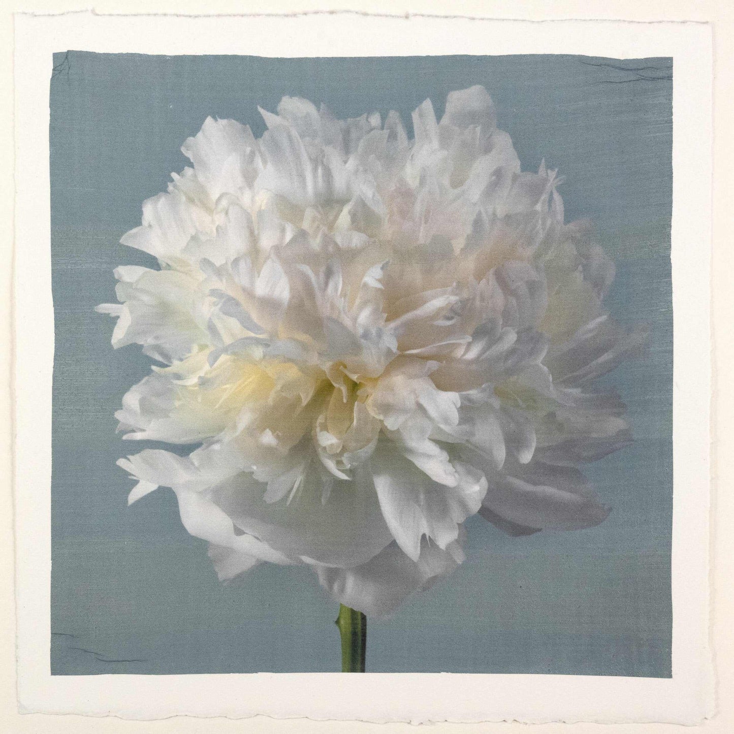 fine art white peony 14 in blue emulsion lift print on blue - jamie buzil