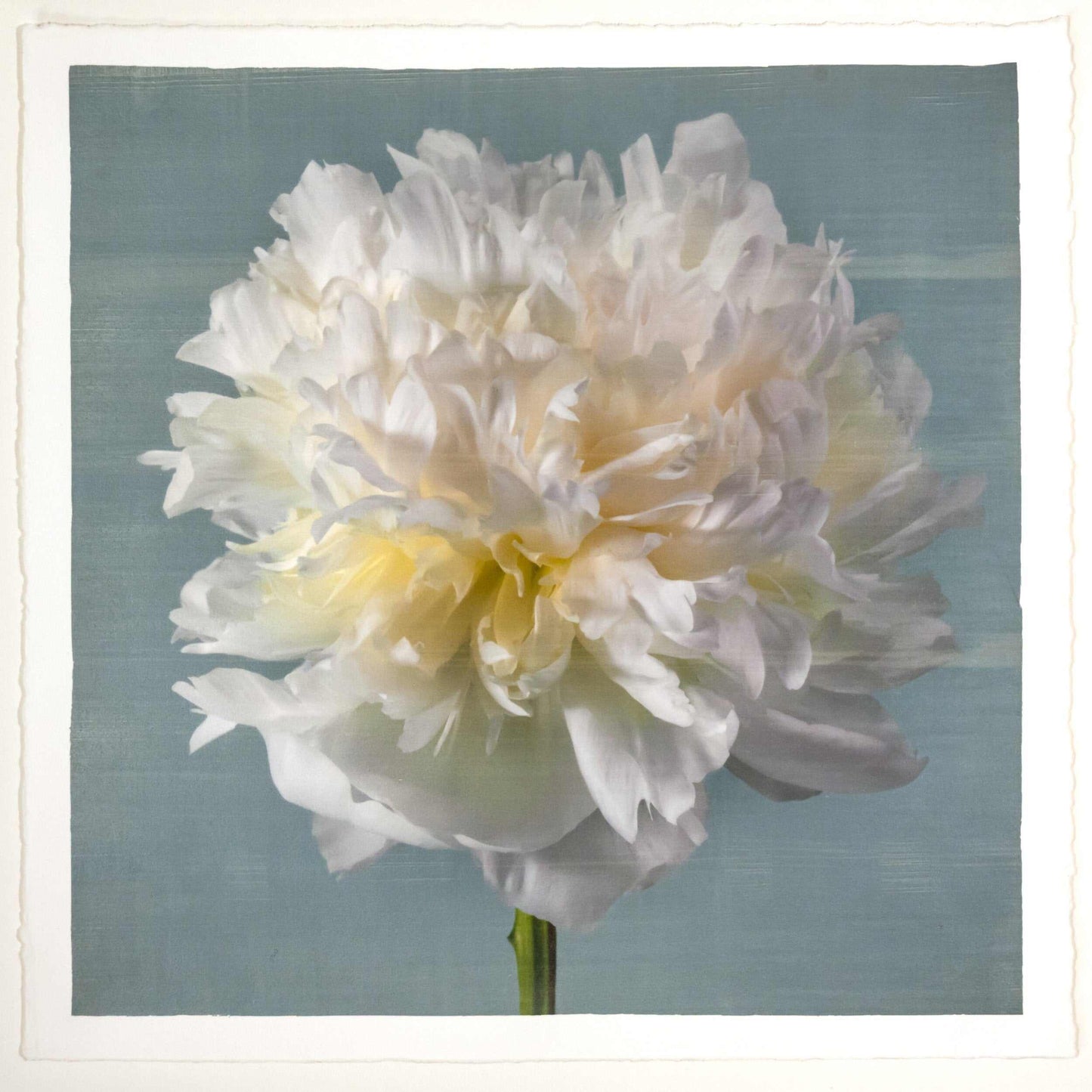 fine art white peony 14 in blue emulsion lift print on blue - jamie buzil