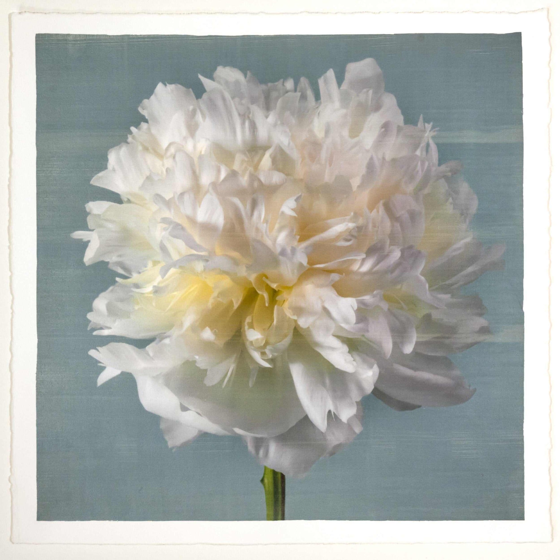 fine art white peony 14 in blue emulsion lift print on blue - jamie buzil