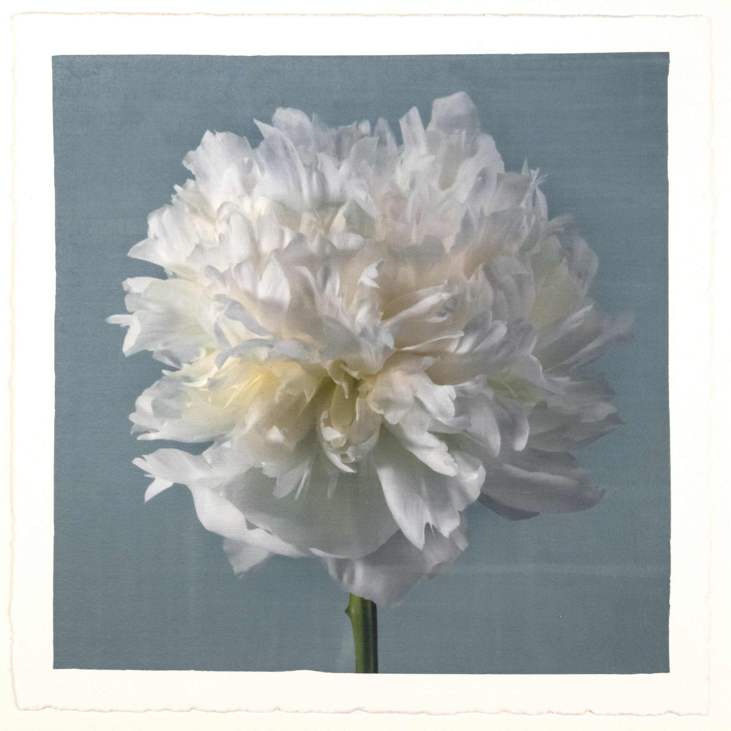 fine art white peony 14 in blue emulsion lift print on blue - jamie buzil