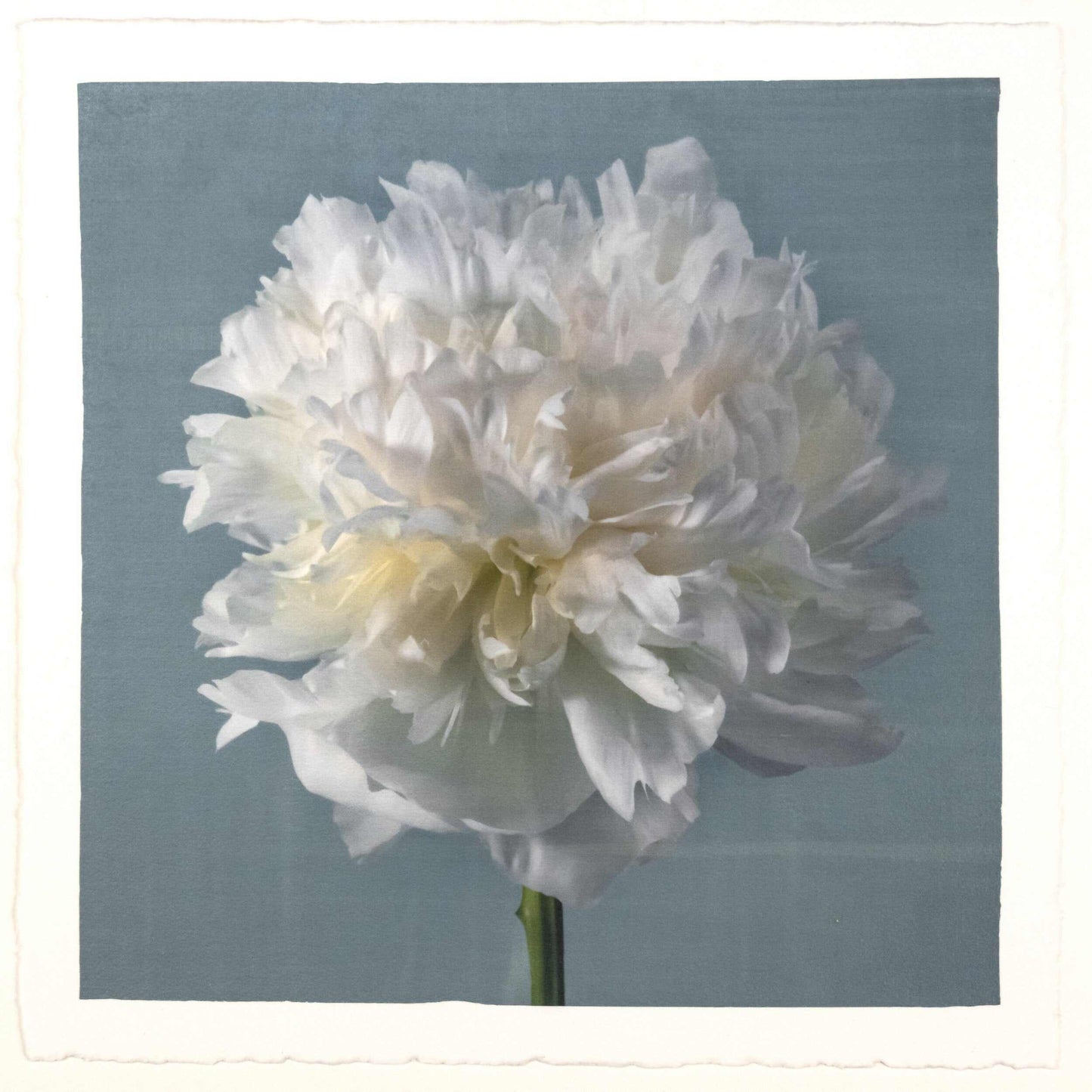 fine art white peony 14 in blue emulsion lift print on blue - jamie buzil