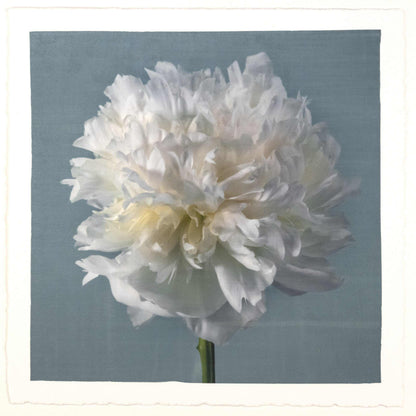 fine art white peony 14 in blue emulsion lift print on blue - jamie buzil