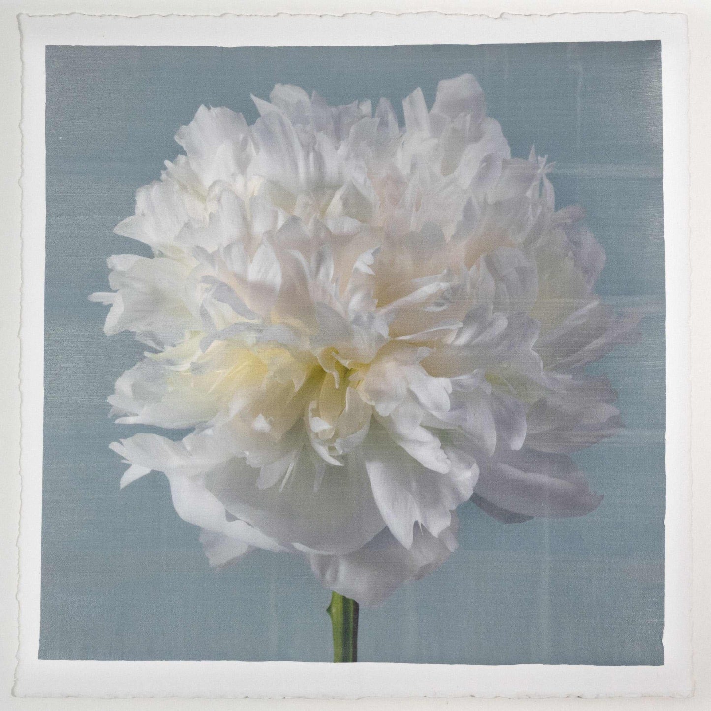 fine art white peony 14 in blue emulsion lift print on blue - jamie buzil