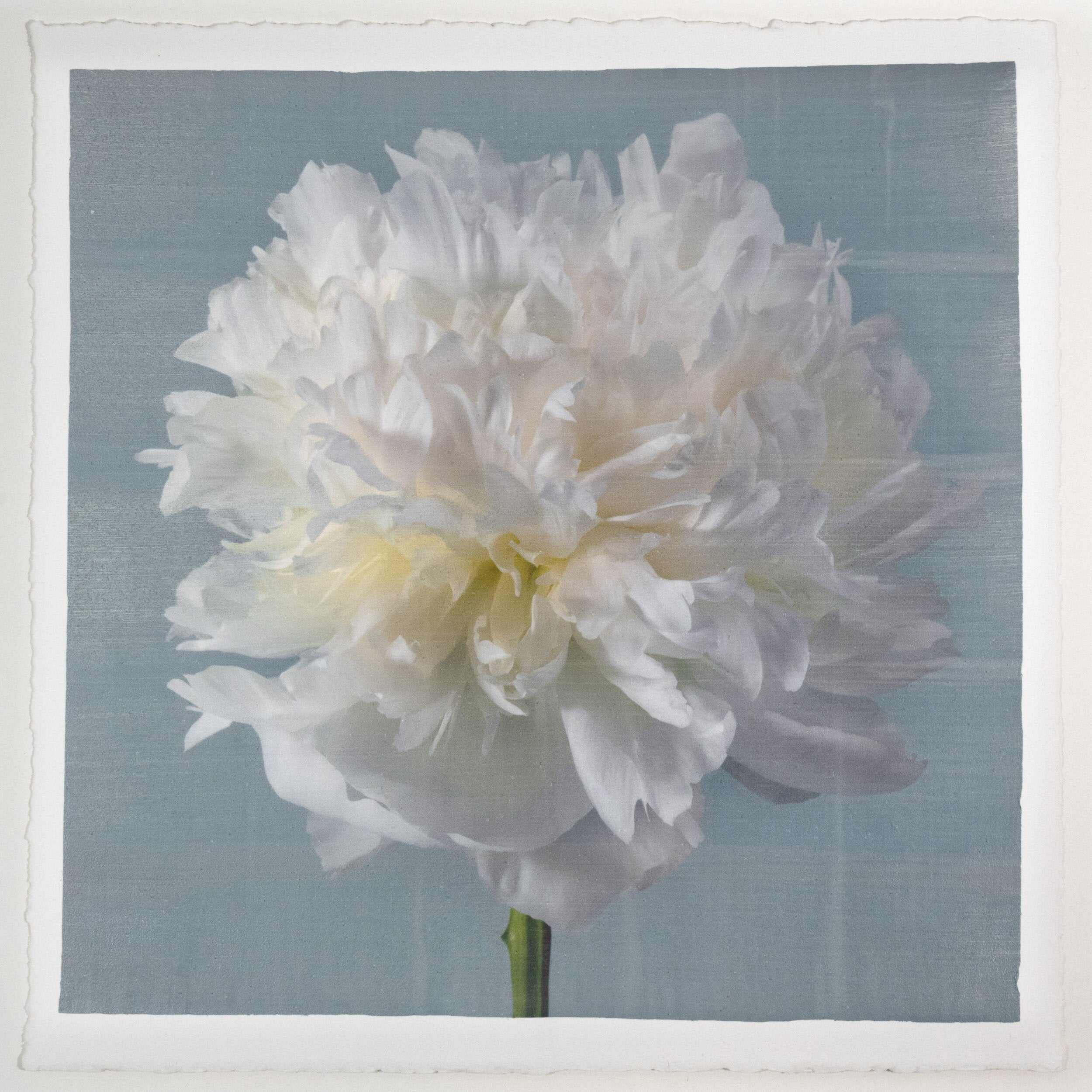 fine art white peony 14 in blue emulsion lift print on blue - jamie buzil