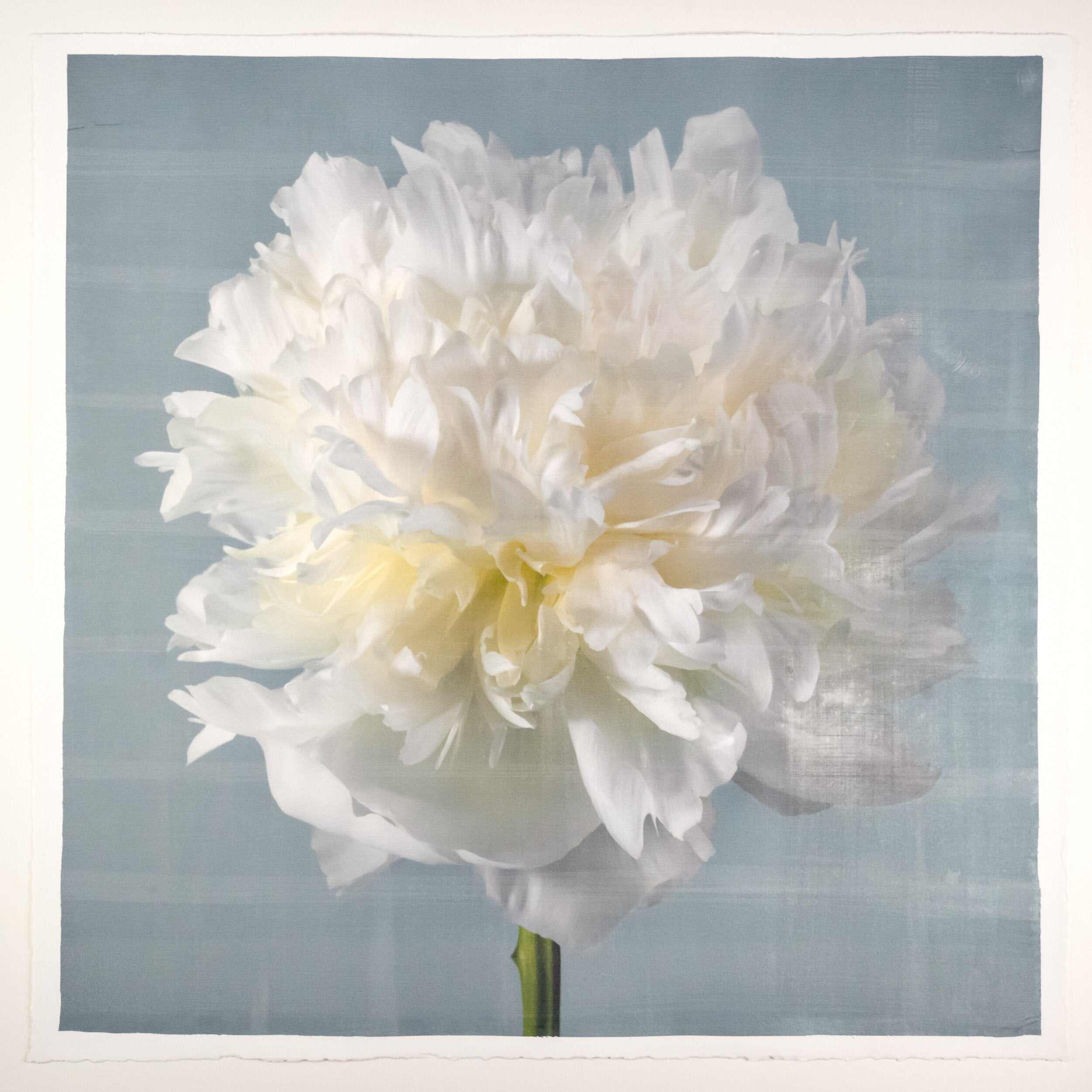 fine art white peony 14 in blue emulsion lift print on blue - jamie buzil