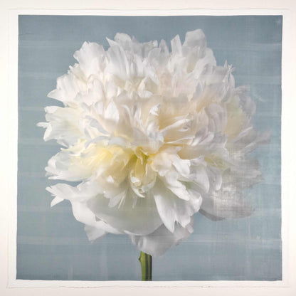 fine art white peony 14 in blue emulsion lift print on blue - jamie buzil