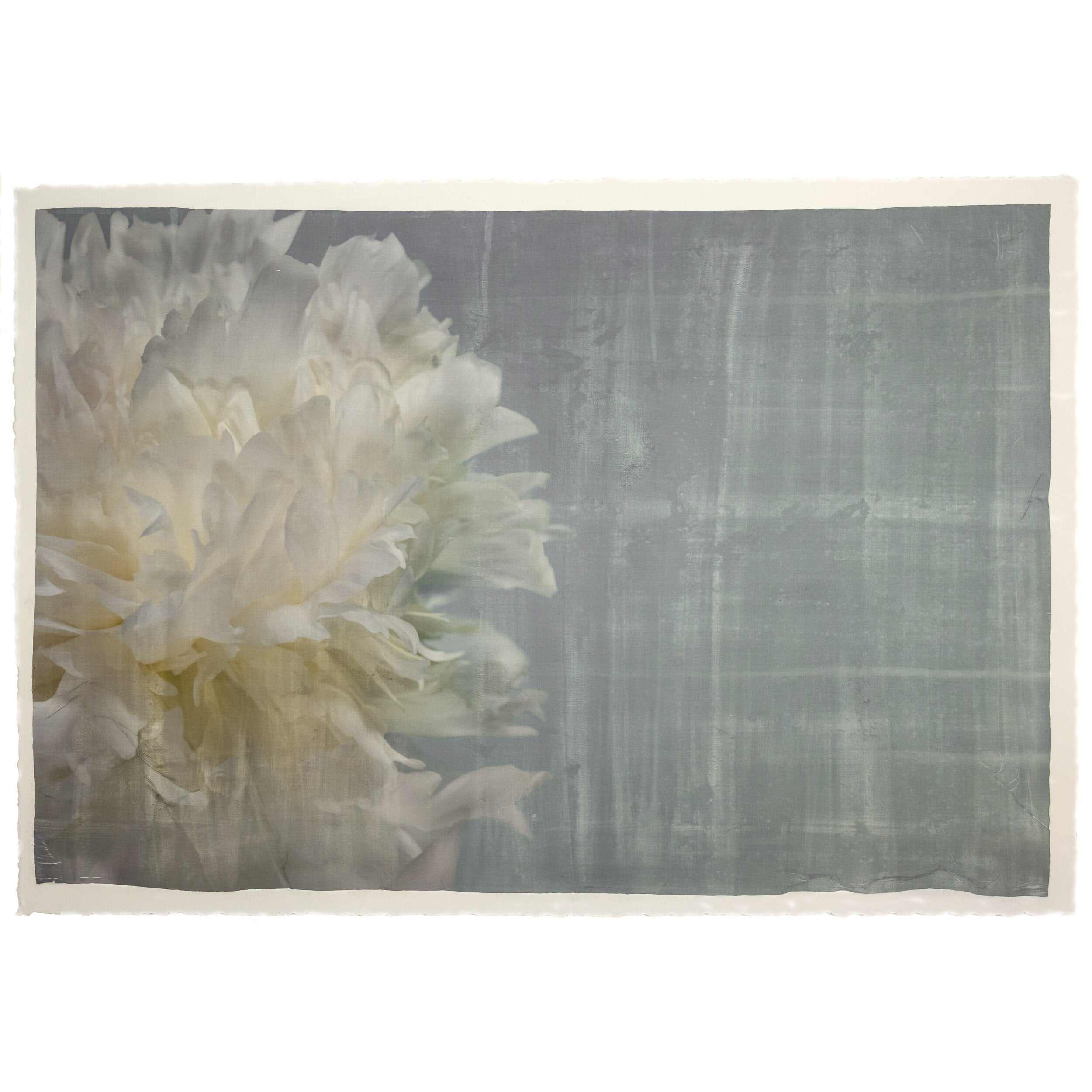 Fine art white peony print on blue - emulsion lift- jamie buzil