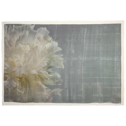Fine art white peony print on blue - emulsion lift- jamie buzil