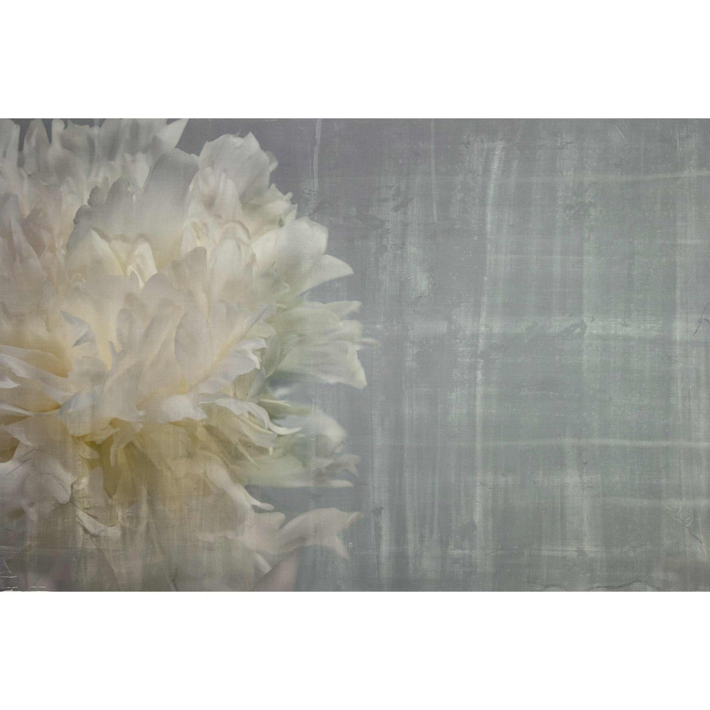 Fine art white peony print on blue - emulsion lift- jamie buzil