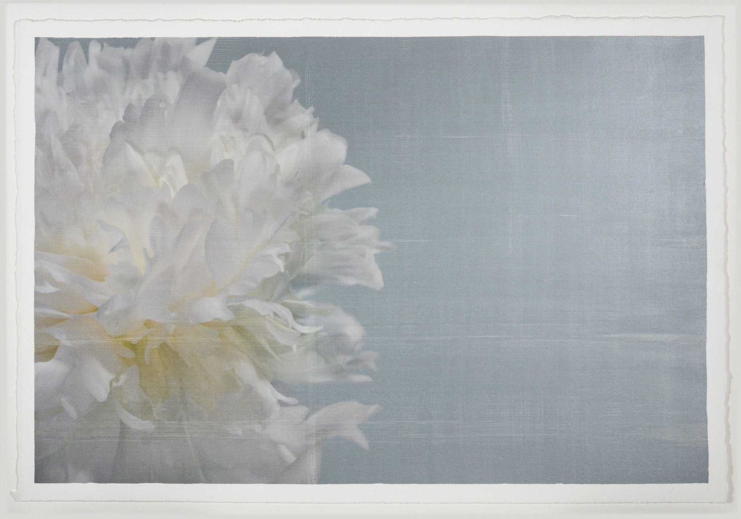 Fine art white peony print on blue - emulsion lift- jamie buzil