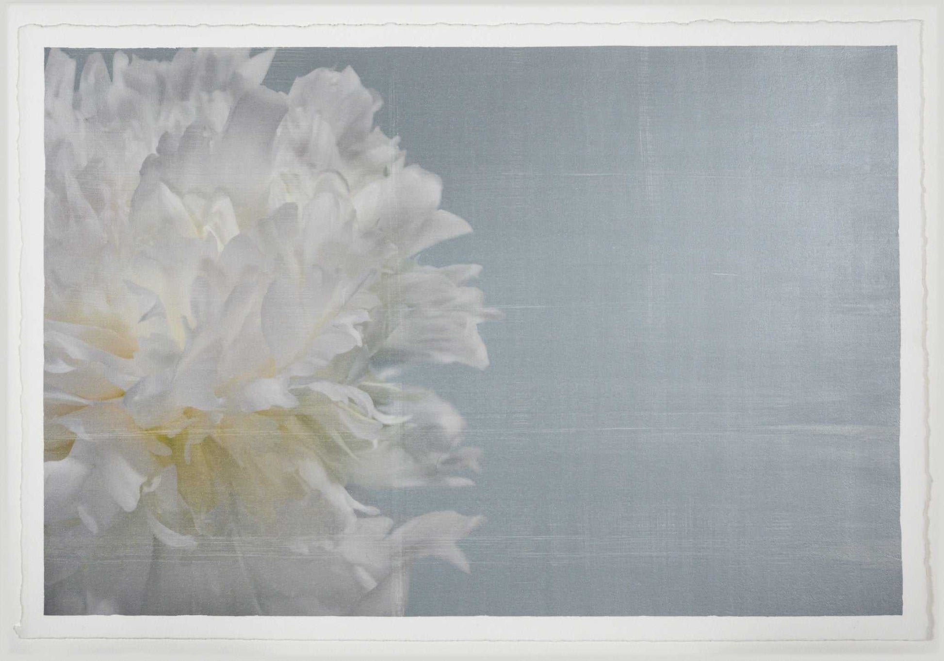 Fine art white peony print on blue - emulsion lift- jamie buzil