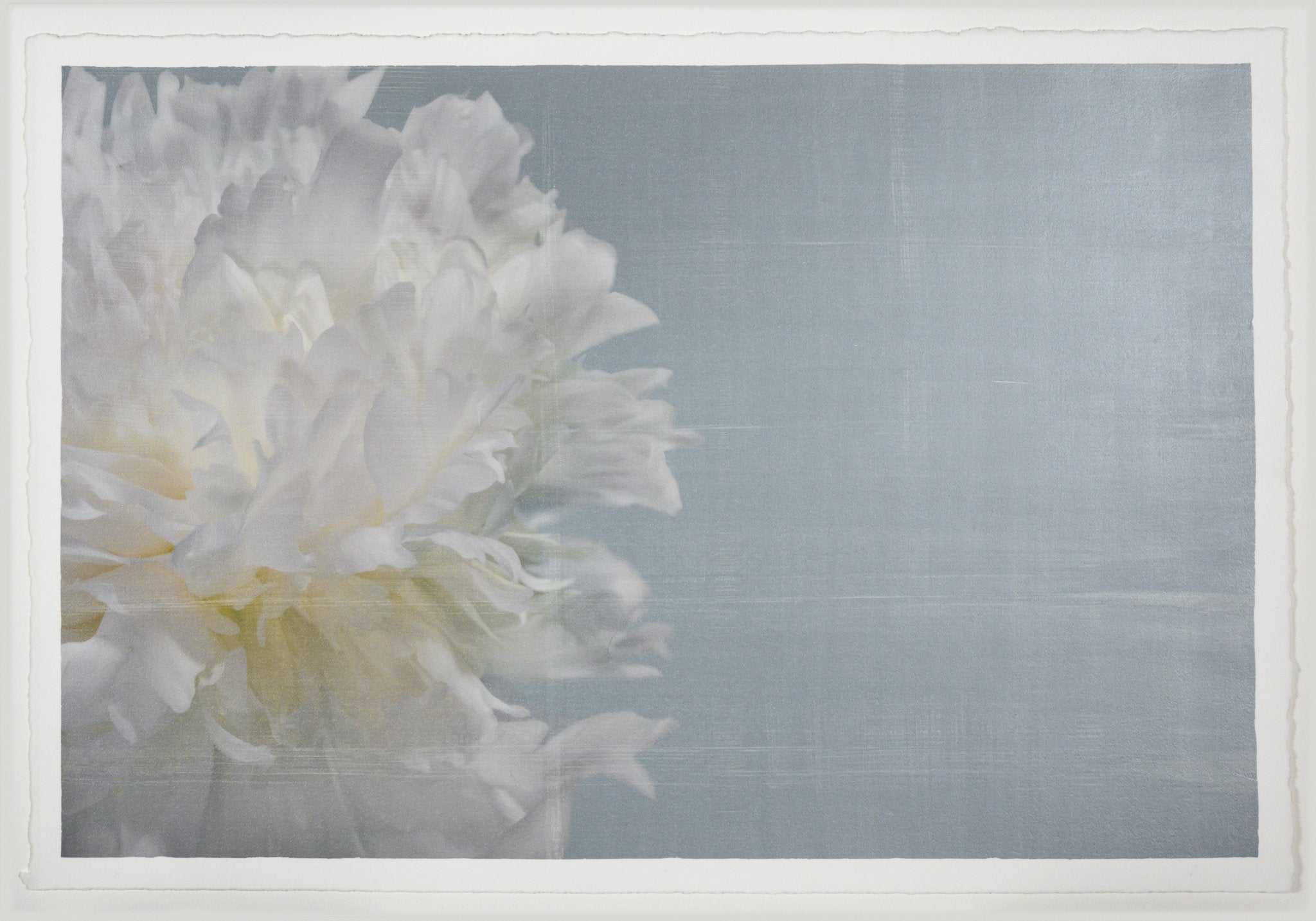 Fine art white peony print on blue - emulsion lift- jamie buzil