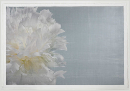 Fine art white peony print on blue - emulsion lift- jamie buzil