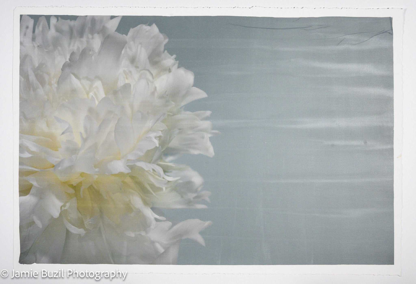 Fine art white peony print on blue - emulsion lift- jamie buzil
