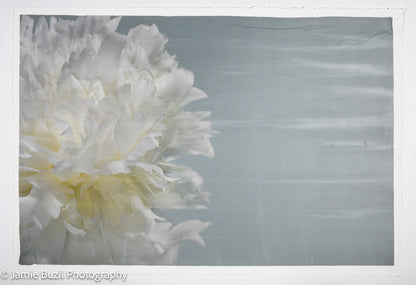 Fine art white peony print on blue - emulsion lift- jamie buzil