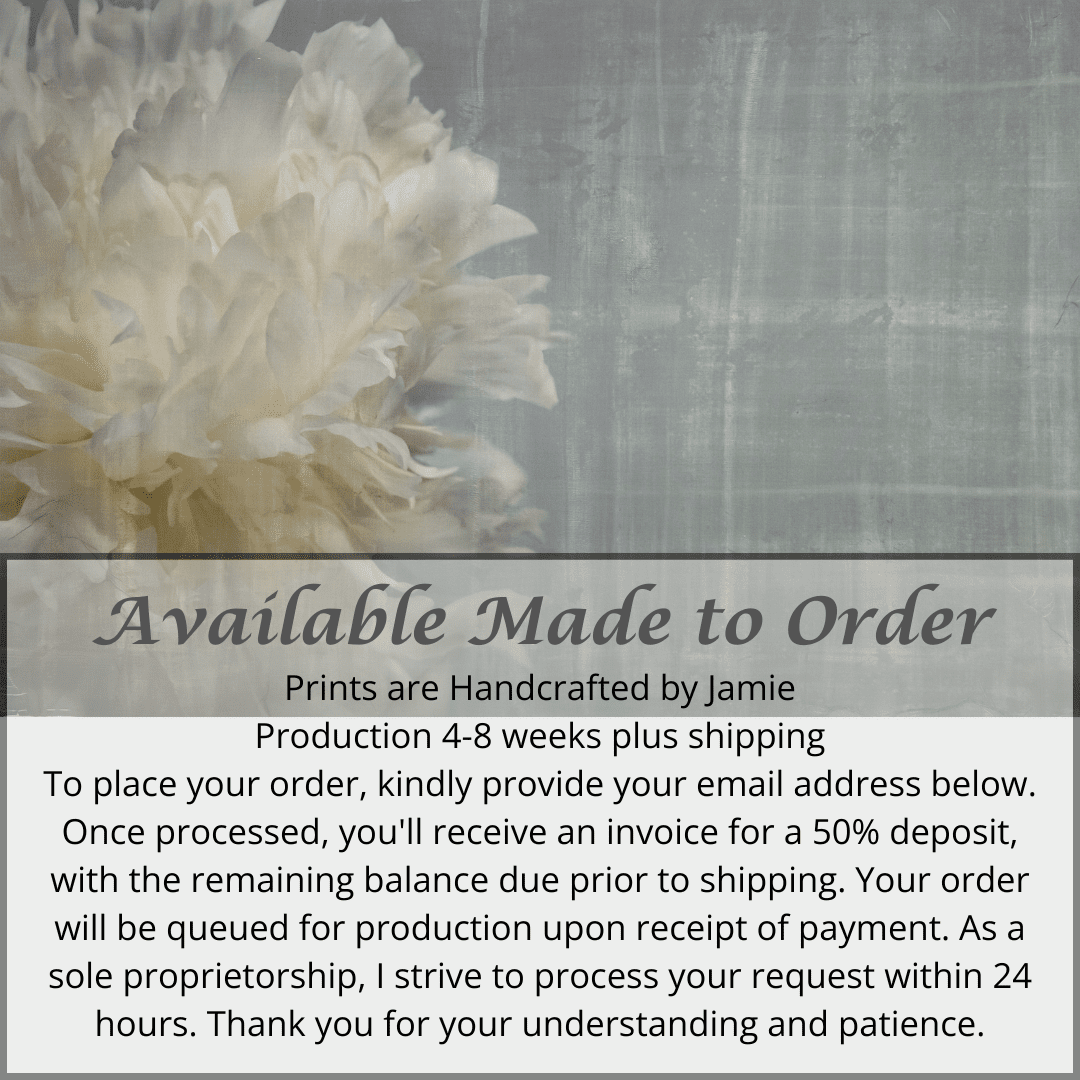 Fine art white peony print on blue - emulsion lift- jamie buzil