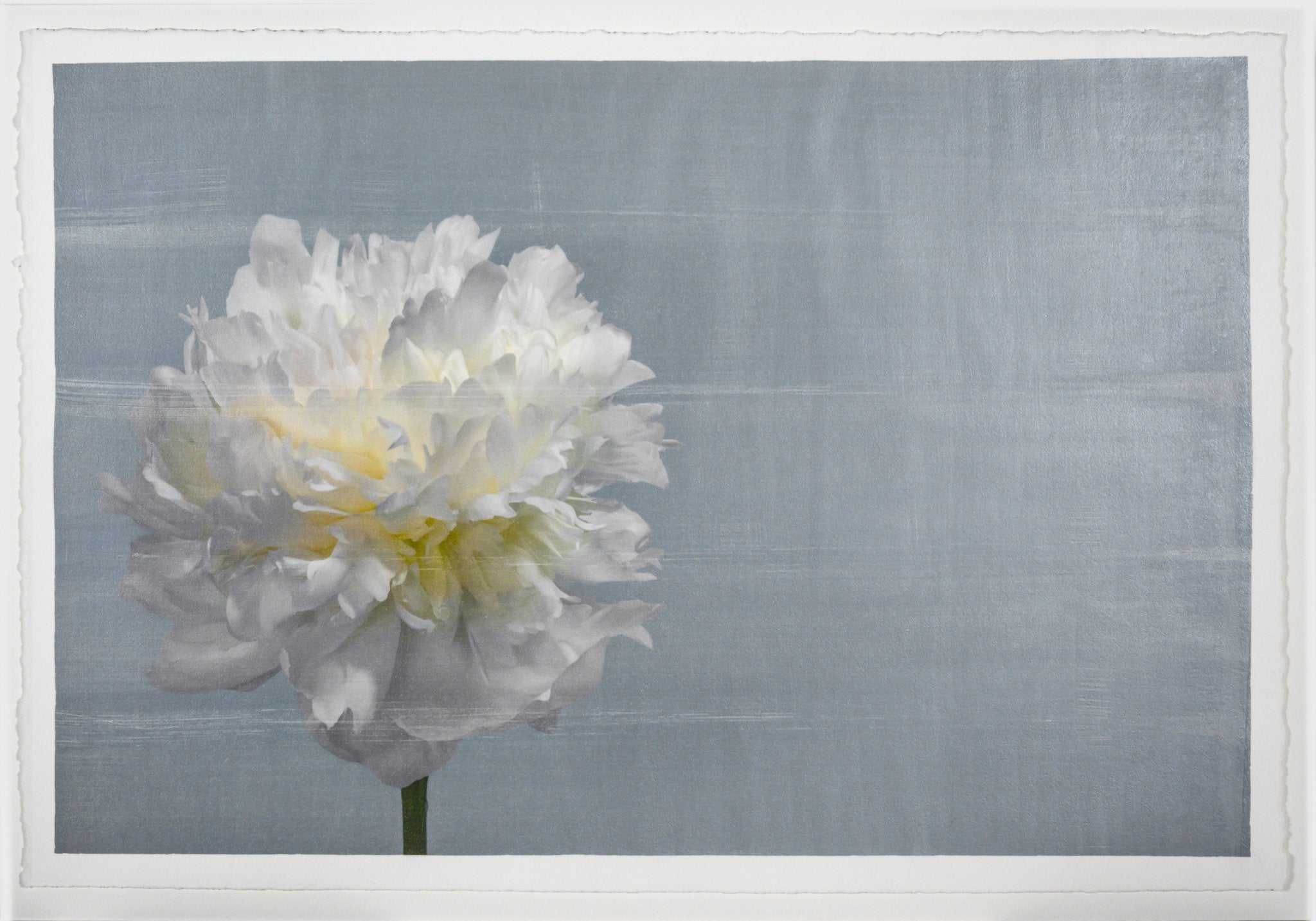 Fine art white peony flower emulsion print  on blue - jamie buzil