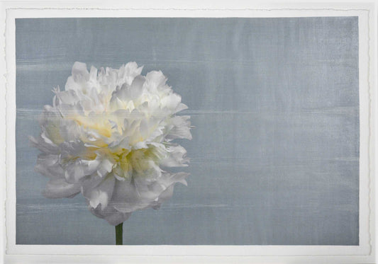 Fine art white peony flower emulsion print  on blue - jamie buzil