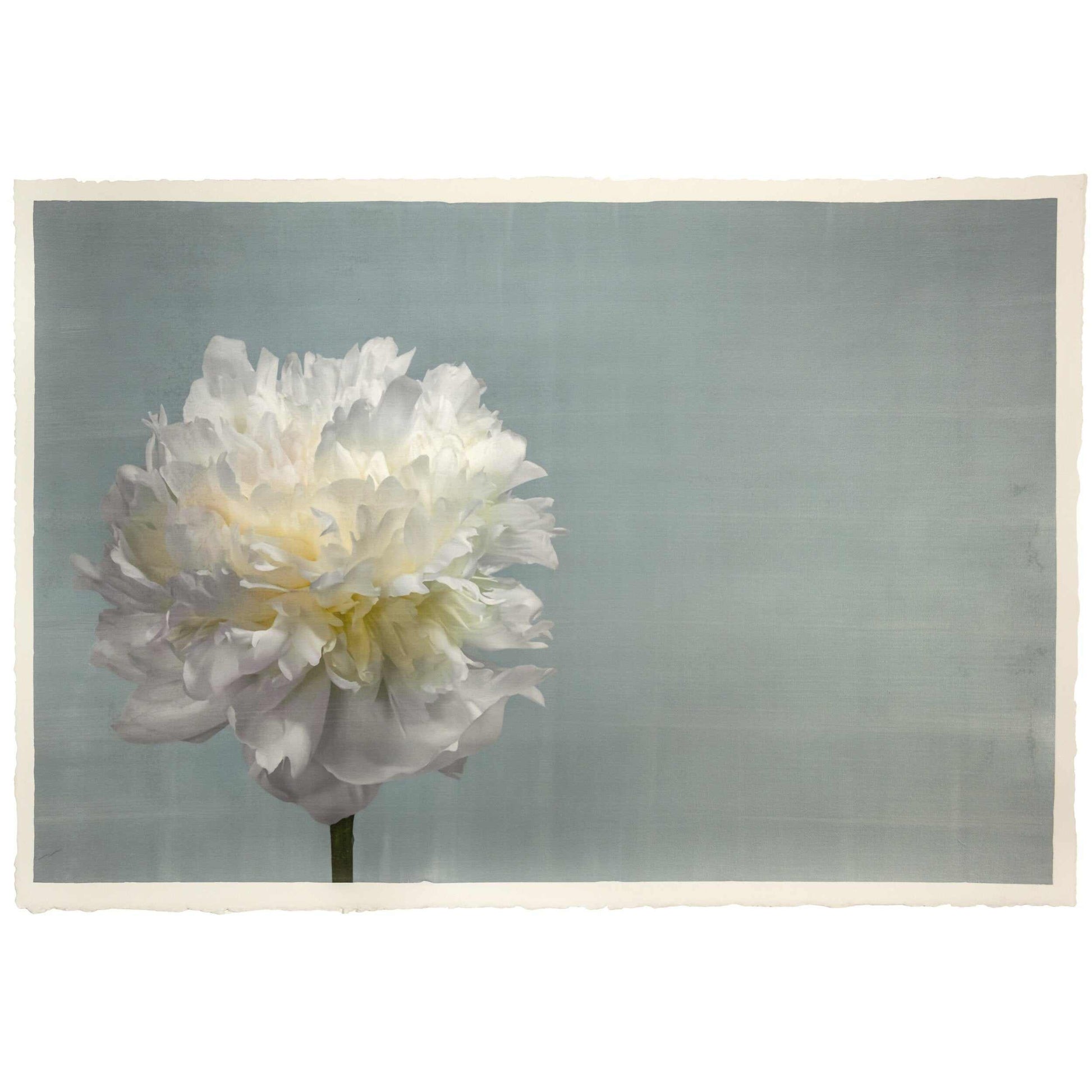 Fine art white peony flower emulsion print  on blue - jamie buzil