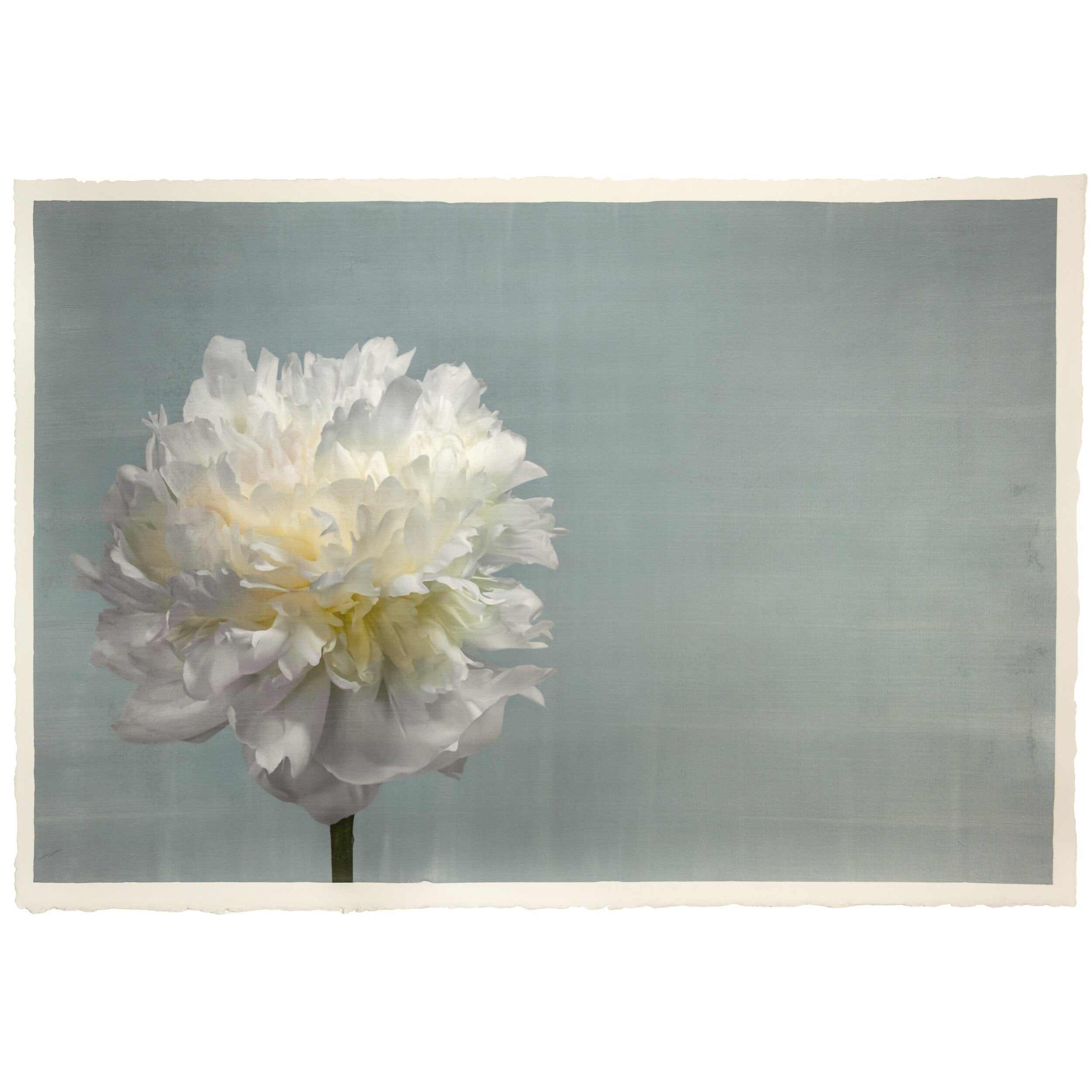 Fine art white peony flower emulsion print  on blue - jamie buzil