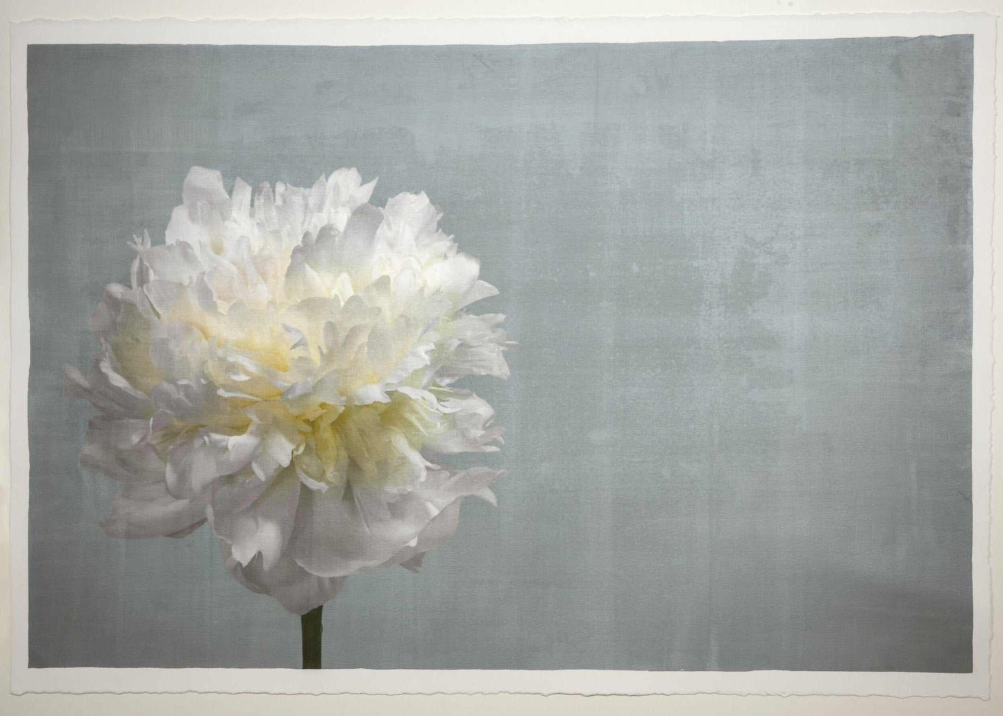 Fine art white peony flower emulsion print  on blue - jamie buzil