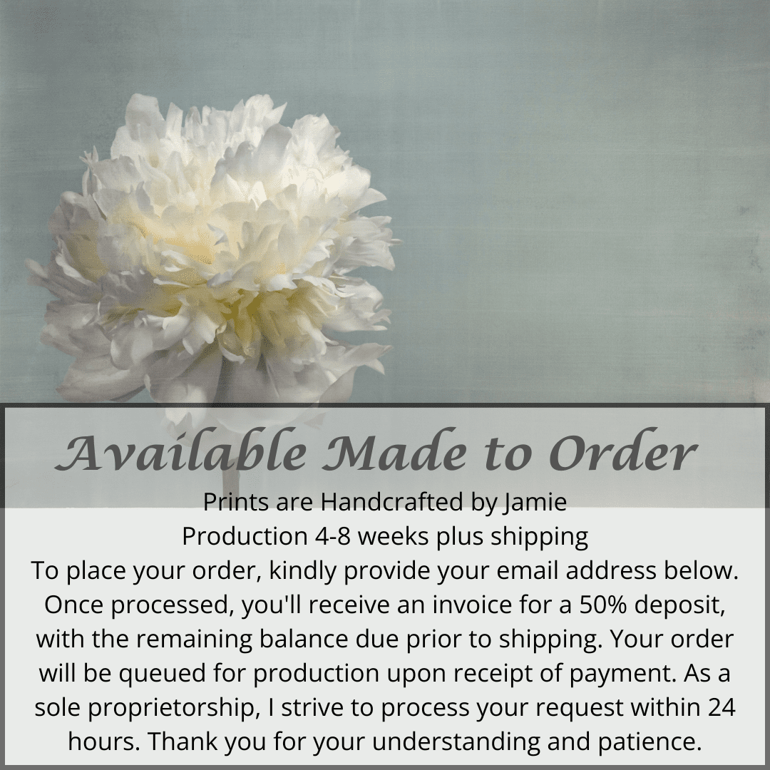 Fine art white peony flower emulsion print  on blue - jamie buzil