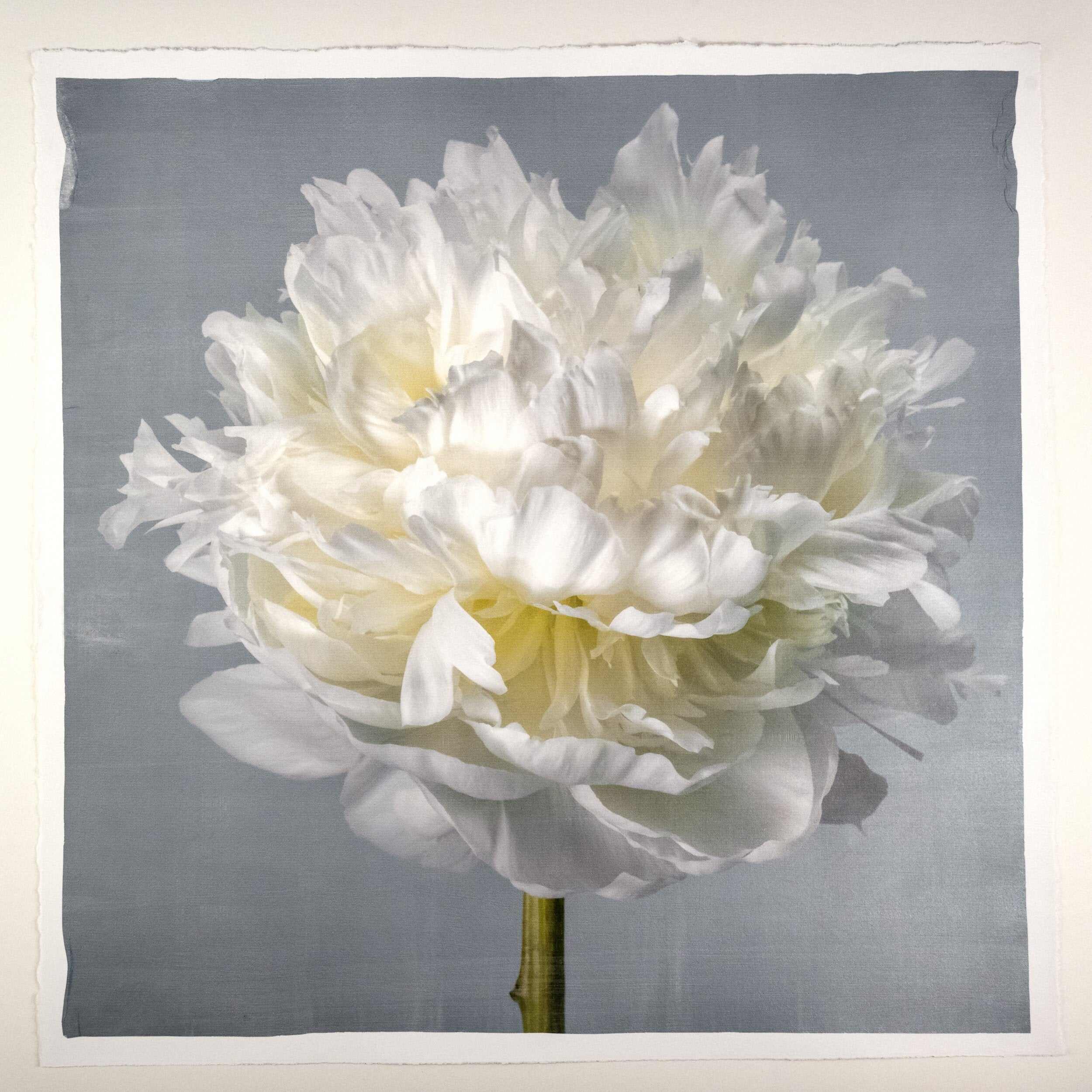 Fine art white peony flower print on blue - original emulsion lift - jamie buzil